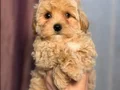 MALTİPOO CİNSİ YAVRULAR 