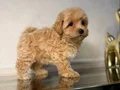 MALTİPOO CİNSİ YAVRULAR 
