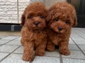 TOY POODLE SEVİMLİ YAVRULAR 