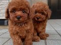TOY POODLE SEVİMLİ YAVRULAR 