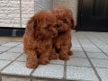 TOY POODLE SEVİMLİ YAVRULAR 