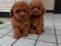 TOY POODLE SEVİMLİ YAVRULAR 