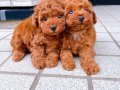 TOY POODLE SEVİMLİ YAVRULAR 
