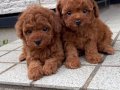 TOY POODLE SEVİMLİ YAVRULAR 