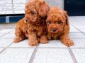 TOY POODLE SEVİMLİ YAVRULAR 