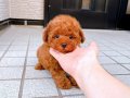 TOY POODLE SEVİMLİ YAVRULAR 