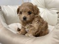 KIPKIRMIZI RED TOY POODLE SEVİMLİ 