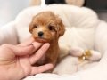 KIPKIRMIZI RED TOY POODLE SEVİMLİ 
