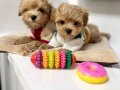 KIPKIRMIZI RED TOY POODLE SEVİMLİ 