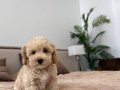 MALTİPOO CİNSİ YAVRULAR 
