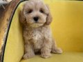 MALTİPOO CİNSİ YAVRULAR 