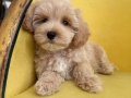 MALTİPOO CİNSİ YAVRULAR 