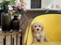 MALTİPOO CİNSİ YAVRULAR 