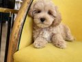 MALTİPOO CİNSİ YAVRULAR 