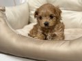 TOY POODLE SEVİMLİ YAVRULAR 