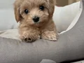 MALTİPOO CİNSİ YAVRULAR 