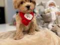 MALTİPOO CİNSİ YAVRULAR 