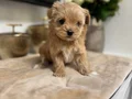 MALTİPOO CİNSİ YAVRULAR 