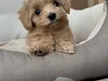 MALTİPOO CİNSİ YAVRULAR 