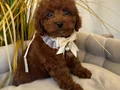 TOY POODLE SEVİMLİ YAVRULAR 