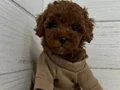 TOY POODLE SEVİMLİ YAVRULAR 