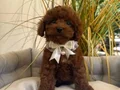 TOY POODLE SEVİMLİ YAVRULAR 