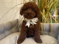 TOY POODLE SEVİMLİ YAVRULAR 