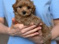 TOY POODLE SEVİMLİ YAVRULAR 