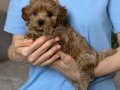 TOY POODLE SEVİMLİ YAVRULAR 
