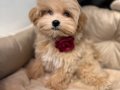 MALTİPOO CİNSİ YAVRULAR EV ÜRETİMİ 