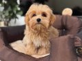 MALTİPOO CİNSİ YAVRULAR EV ÜRETİMİ 
