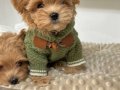 MALTİPOO CİNSİ YAVRULAR EV ÜRETİMİ 