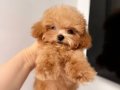 MALTİPOO CİNSİ YAVRULAR EV ÜRETİMİ 