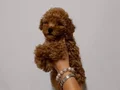 TOY POODLE SEVİMLİ YAVRULAR 