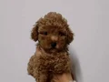 TOY POODLE SEVİMLİ YAVRULAR 