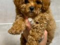 TOY POODLE SEVİMLİ YAVRULAR 