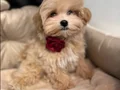 MALTİPOO CİNSİ YAVRULAR 