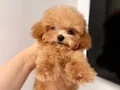 MALTİPOO CİNSİ YAVRULAR 