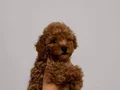 KIPKIRMIZI RED TOY POODLE YAVRUMUZ 