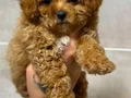 KIPKIRMIZI RED TOY POODLE YAVRUMUZ 