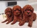 KIPKIRMIZI RED TOY POODLE YAVRUMUZ 