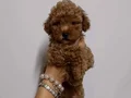 KIPKIRMIZI RED TOY POODLE YAVRUMUZ 