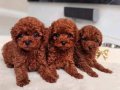 KIPKIRMIZI RED TOY POODLE SEVİMLİ YAVRULAR 