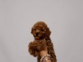 KIPKIRMIZI RED TOY POODLE SEVİMLİ YAVRULAR 