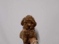 KIPKIRMIZI RED TOY POODLE SEVİMLİ YAVRULAR 