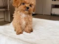MALTİPOO CİNSİ YAVRULAR EV ÜRETİMİ  SEVİMLİ 