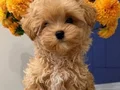 MALTİPOO CİNSİ YAVRULAR EV ÜRETİMİ  SEVİMLİ 