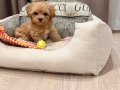 MALTİPOO CİNSİ YAVRULAR EV ÜRETİMİ  SEVİMLİ 