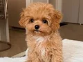 MALTİPOO CİNSİ YAVRULAR EV ÜRETİMİ  SEVİMLİ 