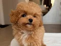 MALTİPOO CİNSİ YAVRULAR EV ÜRETİMİ  SEVİMLİ 